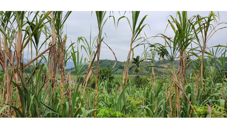 Bán đất Cao Phong 1000m full thổ cư view núi đồi thơ mộng