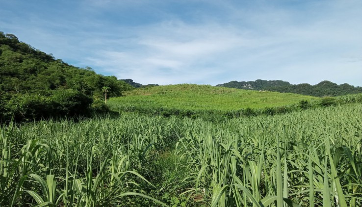 Bán đất Tân Lạc chỉ với 215nghìn/m2 sở hữu ngay mảnh đất 1600m view núi đồi trùng điệp