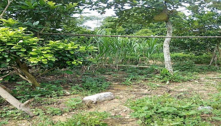 bán đất Lương Sơn Hoà Bình DT 1300m2 đất ở và đất vườn bám hồ nước trong xanh quanh năm