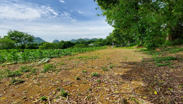 Bán 4780m Đất Tại Liên Sơn Lương Sơn Hòa Bình View Cánh Đồng Bao La