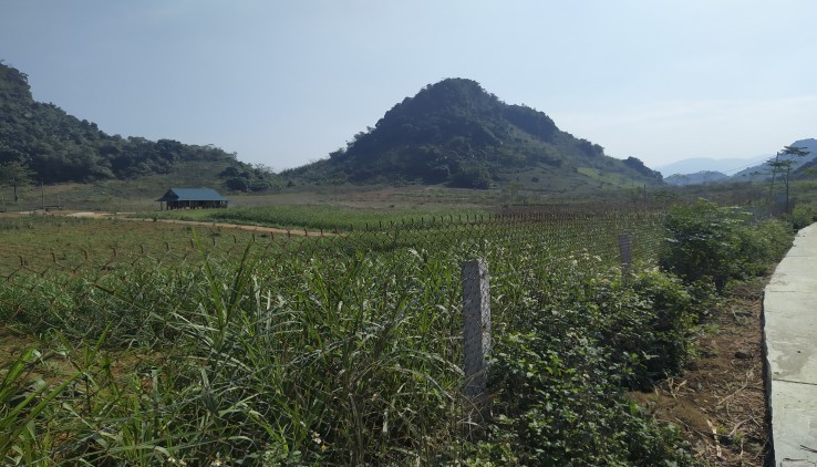 Bán 2.6ha đất thổ cư phẳng như thảo nguyên tại Kim Bôi
