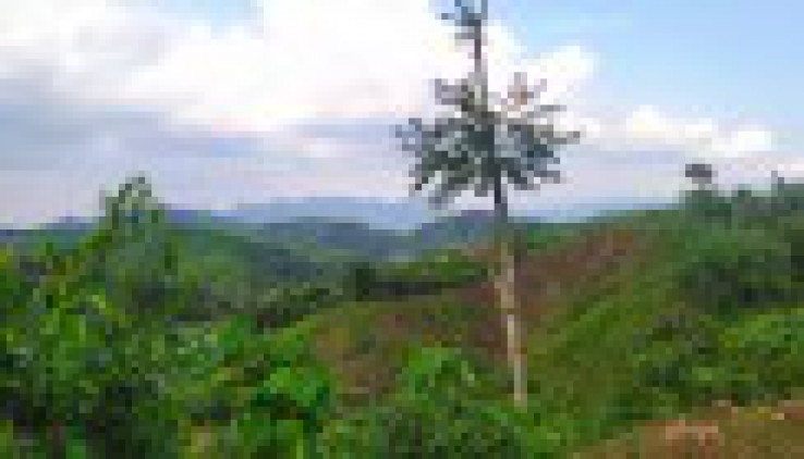 Chính chủ gửi bán lô đất 7 ha đất rừng sản xuất tại Phong phú Tân lạc hoà bình giá rẻ