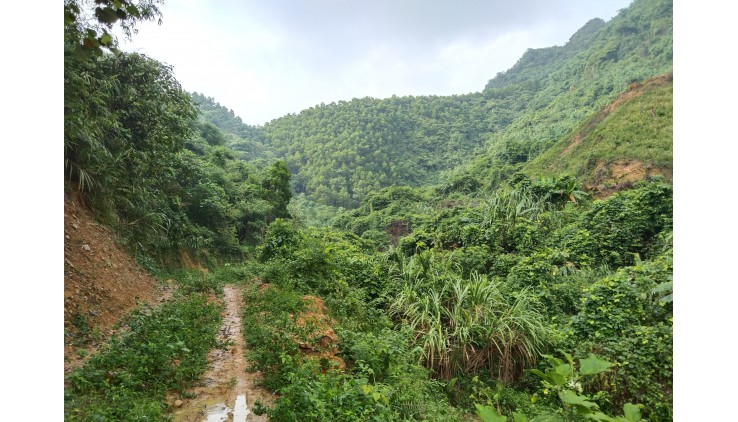 Bán gấp 32ha đất rừng sản xuất tại Cao Sơn, Lương Sơn