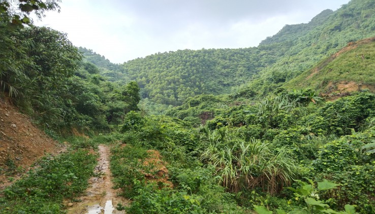 Bán gấp 32ha đất rừng sản xuất tại Lương Sơn HB
