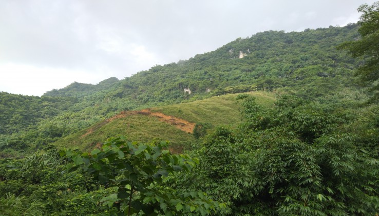 Bán gấp 32ha đất rừng sản xuất tại Lương Sơn HB