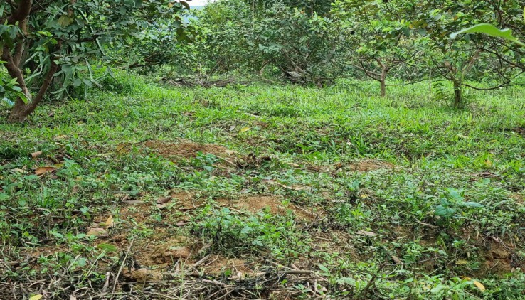 Bán 2000m đất thổ cư nhà vườn tại Nhuận Trạch, Lương Sơn, Hòa Bình View đồng giá đầu tư