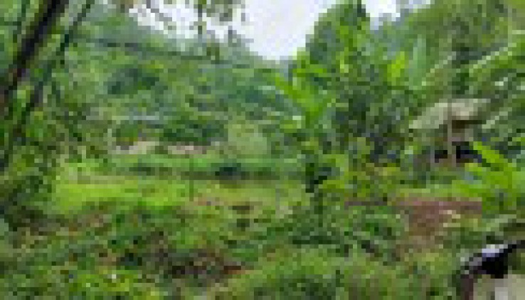 Cần bán nhanh tổng diện tích 10ha đất rừng sản xuất giá rẻ tại thành phố Hòa Bình