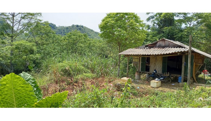 Bán trang trại nghỉ dưỡng dt 6,7ha tại Tú Sơn Kim Bôi Hòa Bình, trong đất có suối nhỏ