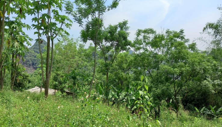 Bán trang trại nghỉ dưỡng dt 6,7ha tại Tú Sơn Kim Bôi Hòa Bình, trong đất có suối nhỏ, thế đất bằng phẳng