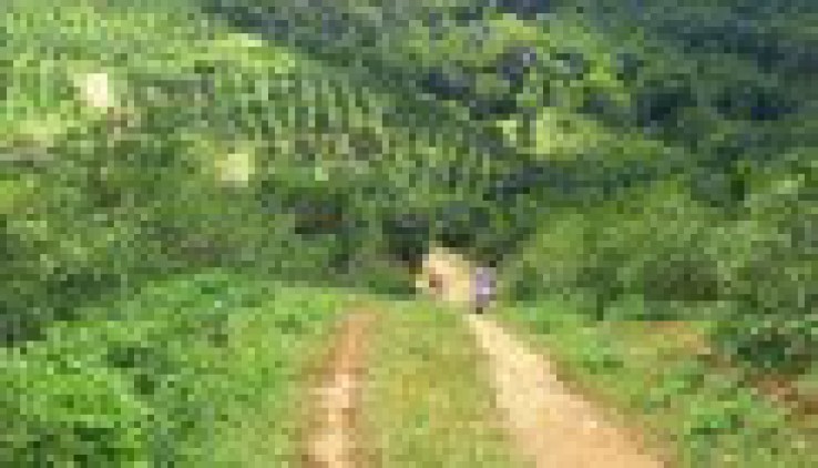 bán 5ha đất rừng sản xuất vew cao thoáng tại kim bôi - Hòa Bình