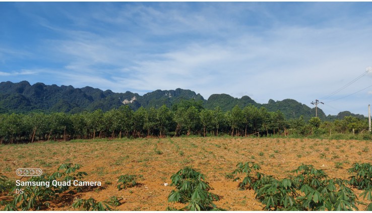 bán gấp 5000m chỉ vài trăm triệu thích hợp làm nghỉ dưỡng, homestay, farmstay, đầu tư