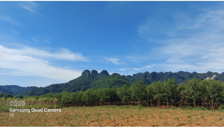 bán gấp 5000m chỉ vài trăm triệu thích hợp làm nghỉ dưỡng, homestay, farmstay, đầu tư