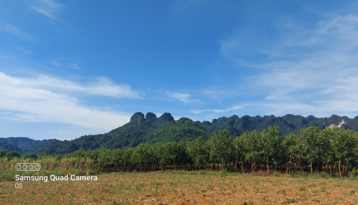 Bán đất Tân Lạc 5000m đất trồng cây lâu năm view thoáng,bằng phẳng