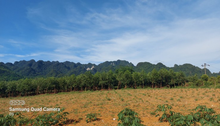 Bán đất Tân Lạc 5000m đất trồng cây lâu năm view thoáng,bằng phẳng