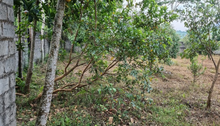 Cần chuyển nhượng 5500m đất thổ cư đất vườn tại Vĩnh Tiến-Kim Bôi giá đầu tư 650k/m