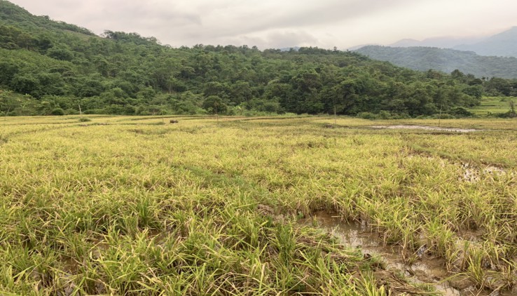 BÁN ĐẤT KIM BÔI 3,4HA BÁM SUỐI 200M VIEW CÁNH ĐỒNG GIÁ 2,X TỶ