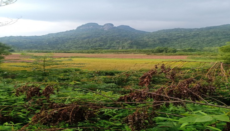 Bán đất tân lạc View cánh đồng và núi đẹp như tranh vẽ