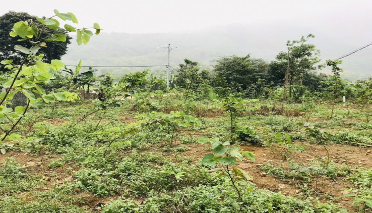 Bán đất nghỉ dưỡng ba vì cực đẹp cách hà nội 50km