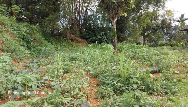 Bán đất Tân Lạc 7000m có ao, 400m thổ cư giá rẻ.