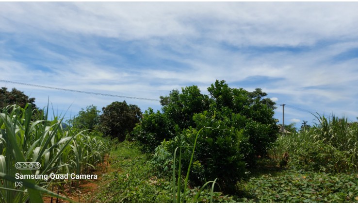 Bán gấp 3200m thổ cư siêu đẹp tại Tân Lạc thích hợp làm homestay, farmstay, đầu tư sinh lời