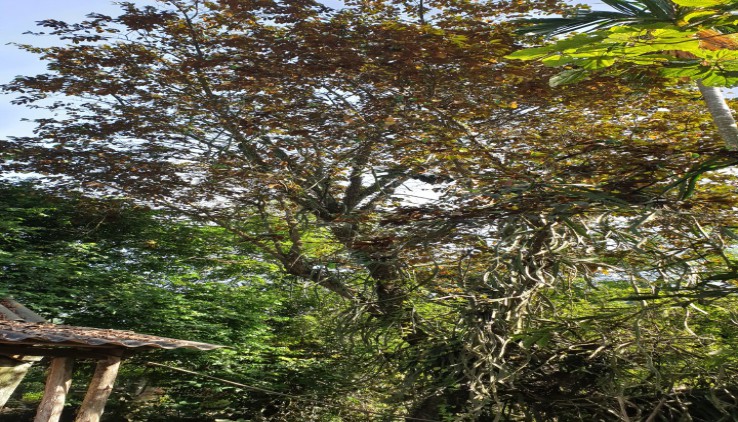 Diện tich 3200m² đất vườn tại xã phát triển nhất kim bôi - Hòa Bình