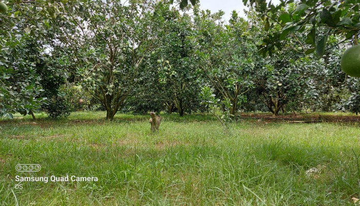 bán gấp 2100m thổ cư giá chỉ vài trăm triệu thích hợp nghỉ dưỡng, homestay...