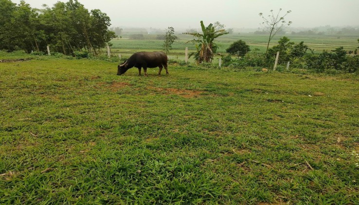 BÁN ĐẤT VÂN HÒA BA VÌ LÔ 1800M VUÔNG VẮN VIEW CÁNH ĐỒNG