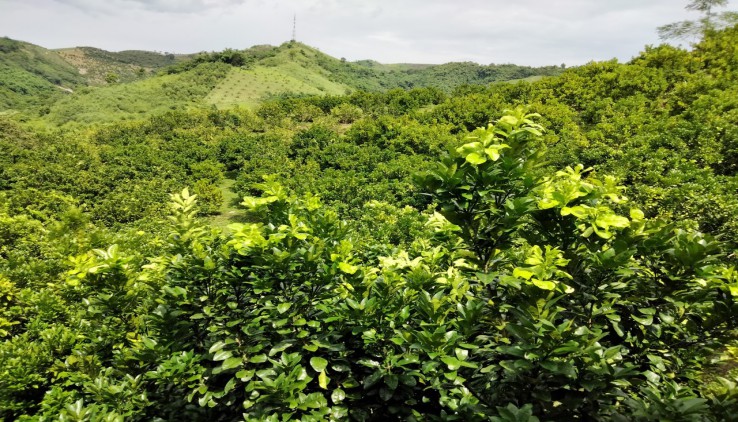 Bán Siêu Phẩm 1,8h Có 400m Thổ Cư Có Sẵn Nhà Cấp 4 Đẹp Đầy Đủ Tiện nghi Vườn Trồng Ful Cam ,,Bưởi Đang Cho Thu Hoạch Giá rẻ