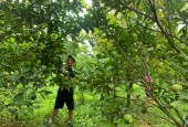 Đất đẹp đang trồng cam tại Cao Phong Hòa Bình