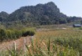 Bán 2.6ha đất thổ cư phẳng như thảo nguyên tại Kim Bôi