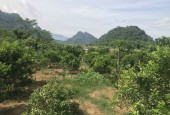 Bán đất 3200m2 tại Kim Bôi, giá rẻ , sẵn vườn cây ăn quả
