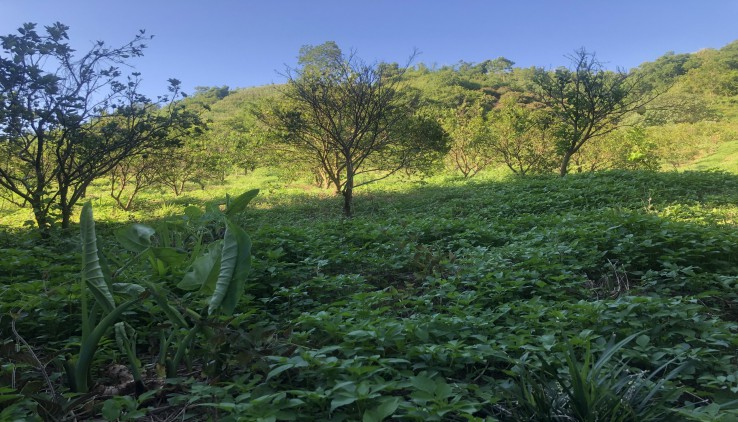 Bán đất Cao Phong 1,4ha có 1000m thổ cư giá chỉ 157nghìn/m2