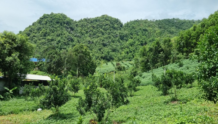 Bán 130.000m² (13ha) đất đẹp như thung lũng tình yêu tại Lương Sơn, Hòa Bình.