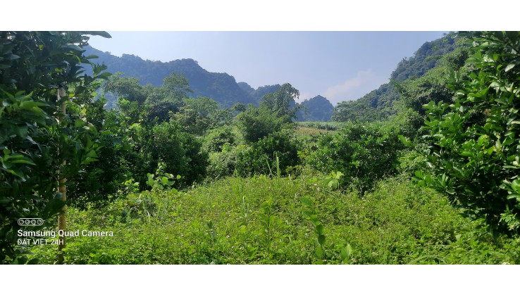 Chính chủ gửi bán hơn 1ha thổ cư và vườn tại Tú Sơn, Kim Bôi