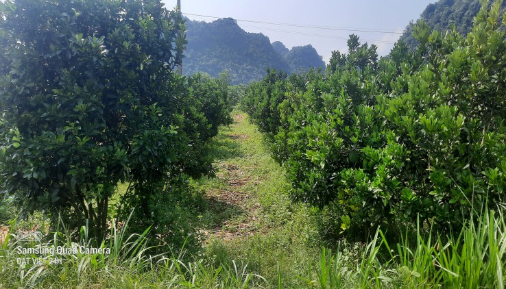 Chính chủ gửi bán hơn 1ha thổ cư và đất vườn tại Tú Sơn, Kim Bôi