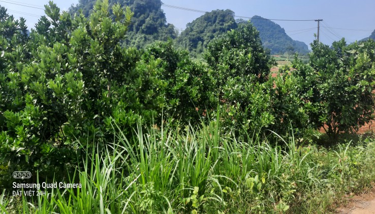 Chính chủ gửi bán hơn 1ha thổ cư và vườn tại Tú Sơn, Kim Bôi..