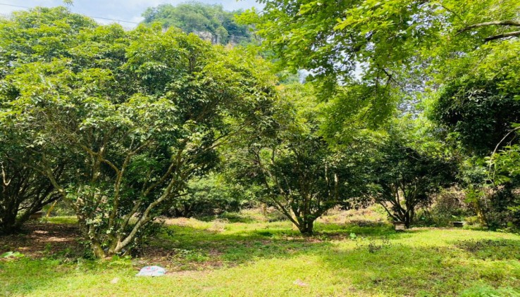 BÁN ĐẤT LƯƠNG SƠN 16000M LƯNG TỰA NÚI,VIEW SIÊU ĐẸP