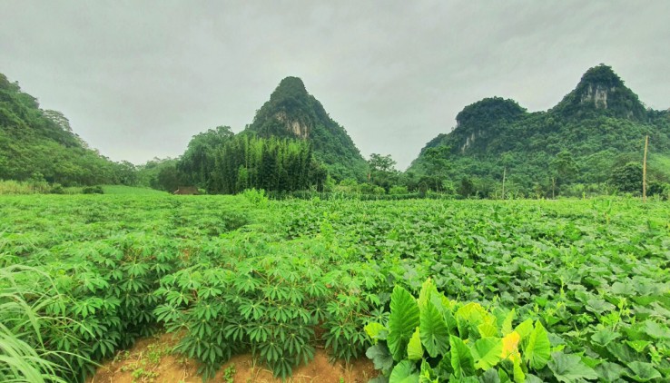 Bán nhanh mảnh đất view tuyệt đẹp tại huyện Kim Bôi Tp Hòa Bình