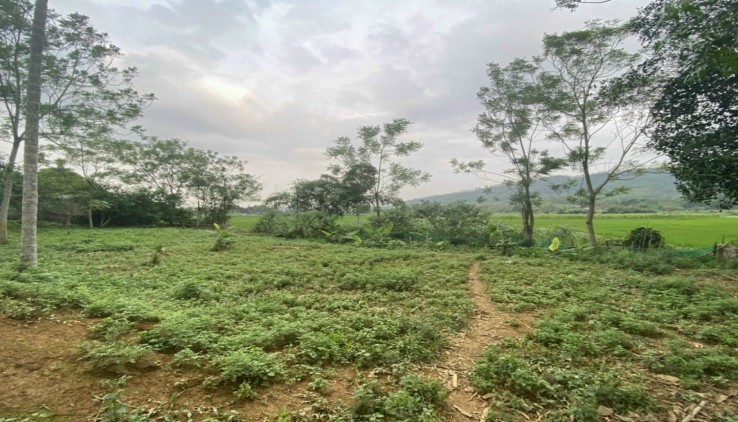 Bán đất ba vì 1900m thổ cư view cánh đồng cực đẹp.