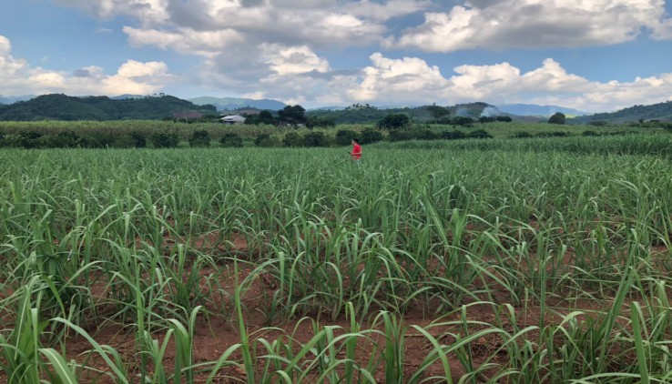 Chính chủ gửi bán 4200m đất thổ cư tại Nam Phong, Cao Phong, Hoà Bình