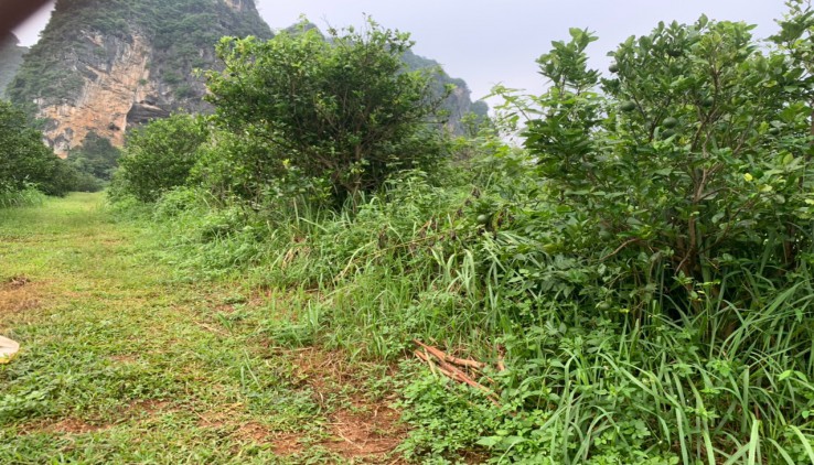 Bán đất Cao Phong view nông trường lưng tựa núi