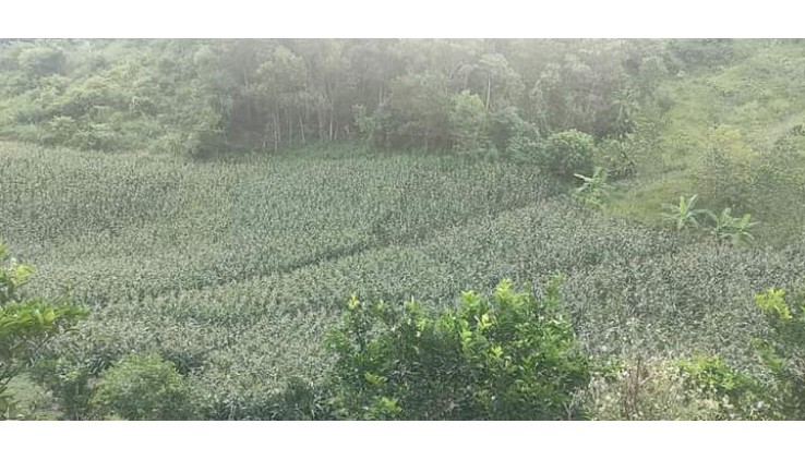 Cần Bán gần 4000m2 Đất rừng sản xuất tại Thu Phong , Cao Phong ,Hoà Bình giá siêu mềm