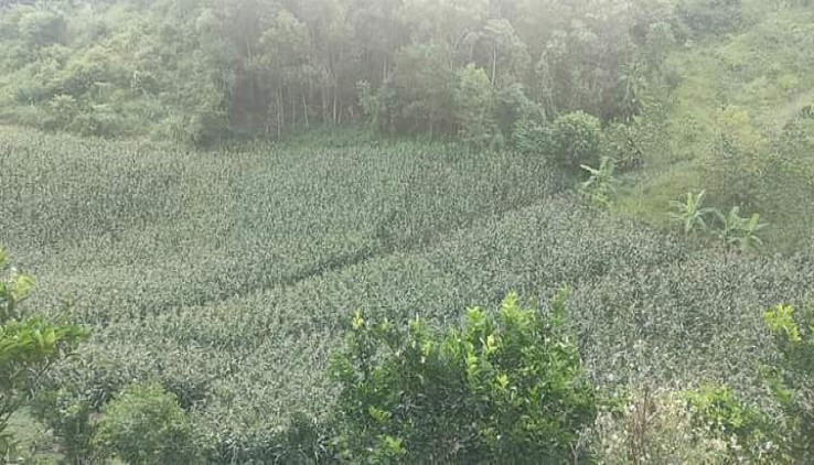 Cần Bán gần 4000m2 Đất rừng sản xuất tại Thu Phong , Cao Phong ,Hoà Bình giá siêu rẻ