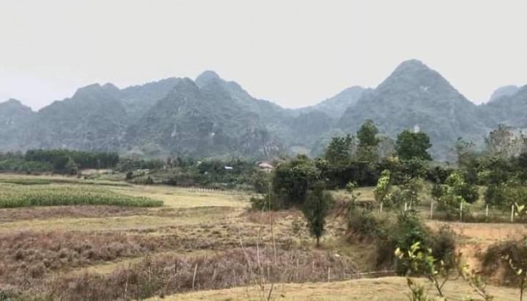 Chính chủ cần bán mảnh đất thuộc Mị Hòa, Kim Bôi diện tích 2500m2 full thổ cư