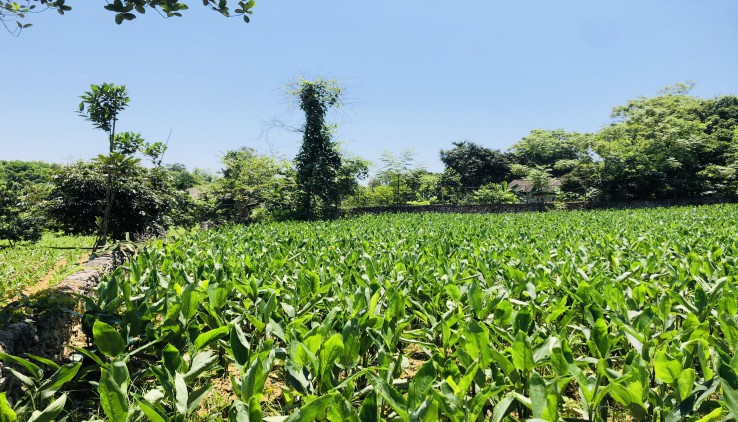 SIÊU PHẨM VIEW HỔ 3500M CHỈ 3,8 TỶ LƯƠNG SƠN HOÀ BÌNH.