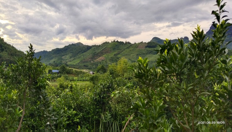 Chính chủ gửi bán lô đất 4500m full trồng cam đang cho thu hoạch tại Cao Phong, Hoà Bình. Đất thổ cư và đất vườn.