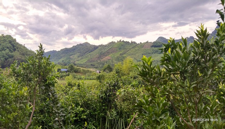 Chính chủ gửi bán lô đất 4500m full trồng cam đang cho thu hoạch tại Cao Phong, Hoà Bình. Đất thổ cư và đất vườn.