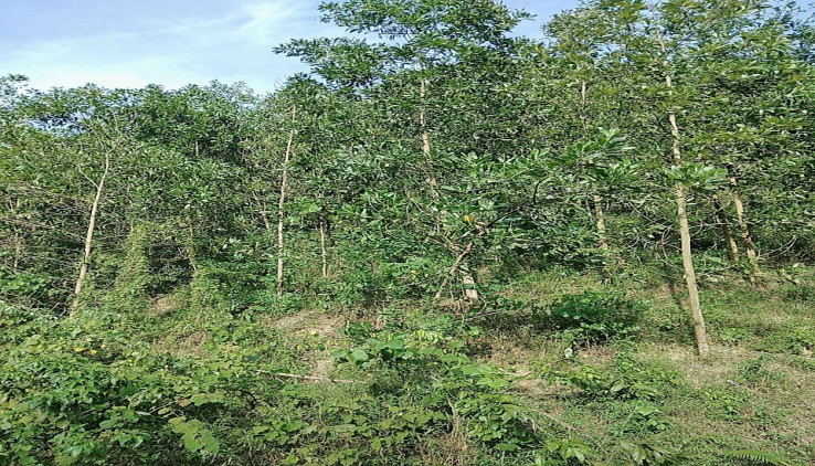 Bán đất rsx 2,1ha phù hợp trồng cây .làm trại tại Kim Bôi