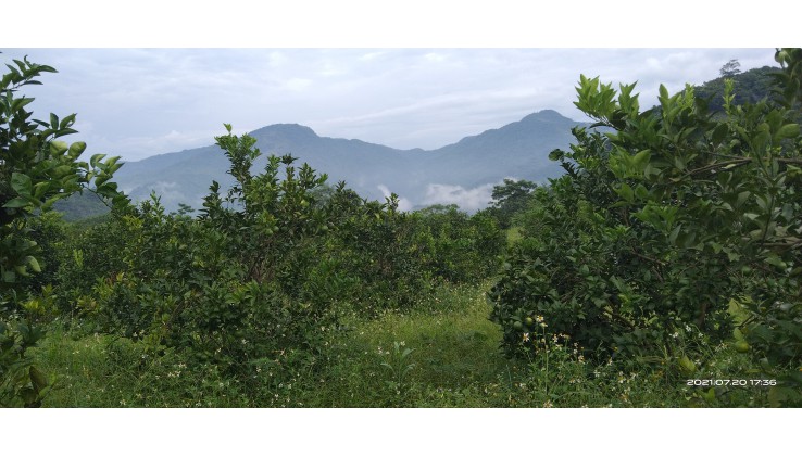 Bán gấp 12000m² full đất vườn giá rẻ nhất Kim Bôi