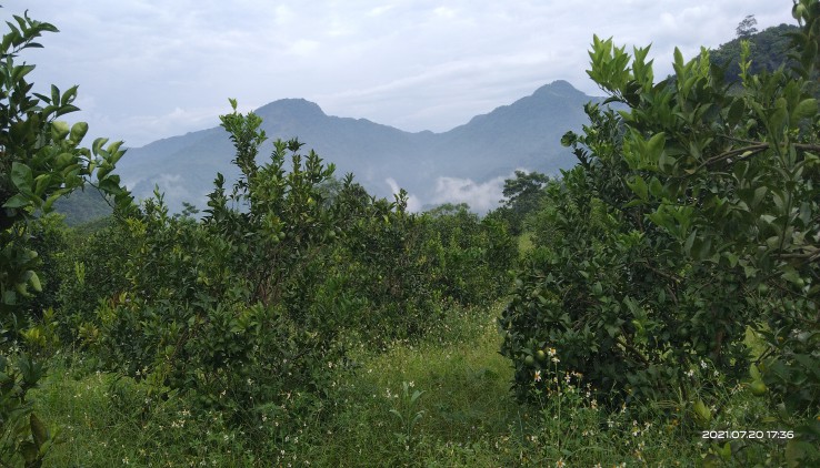 Bán gấp 12000m² full đất vườn giá rẻ nhất Kim Bôi.
